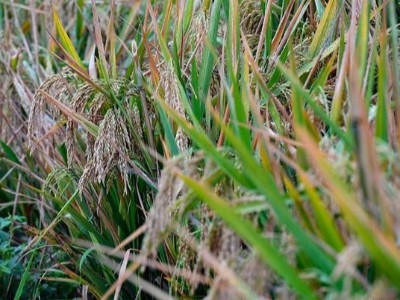 好消息！袁隆平團隊實現(xiàn)稻田1500公斤目標，大米釀酒板式換熱器注意啥